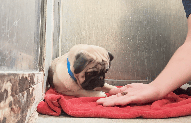 Sitting with dogs 83: Cupid